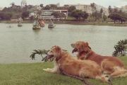 CAMINHAR COM CÃES NO DIQUE, ANTES ERA PROIBIDO.