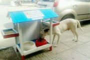 Hoje um cão é mais importante que um homem Hoje um cão é mais importante que um homem
