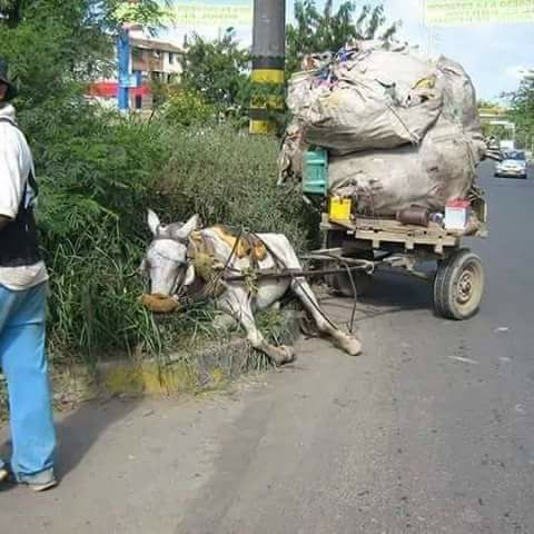 987 Jumento morto