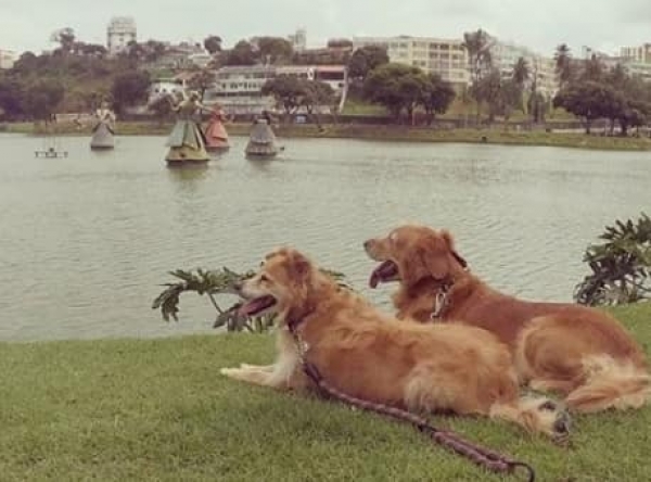 CAMINHAR COM CÃES NO DIQUE, ANTES ERA PROIBIDO.